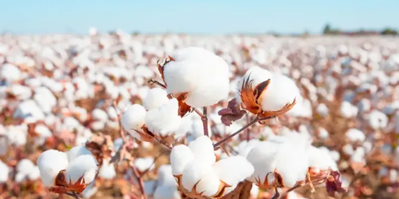 Don’t Let Our Fields Go Silent: Why tariff-free trade with a giant like the USA feels unsafe to India’s 6.5 million cotton farmers 
